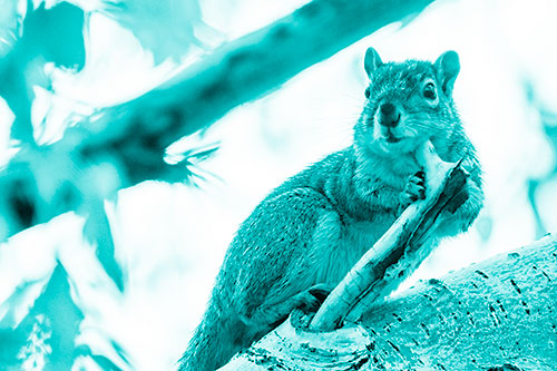 Itchy Squirrel Gets Tree Branch Massage (Cyan Shade Photo)