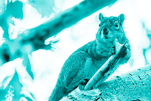 Itchy Squirrel Gets Tree Branch Massage (Cyan Shade)