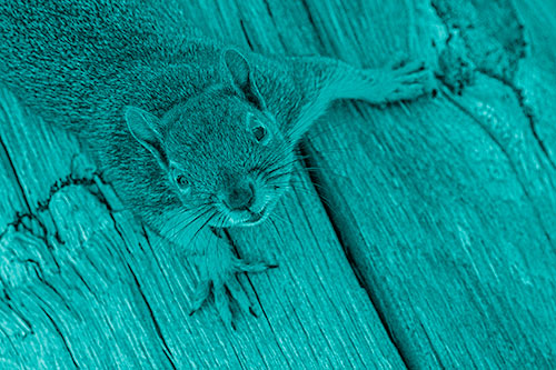 Joyful Squirrel Looking Upwards Among Wooden Pole (Cyan Shade)