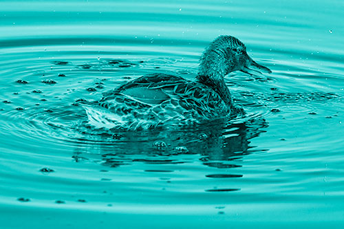 Joyful Water Splashing Mallard Duck Enjoying Calm Lake (Cyan Shade)