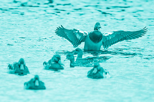 Jump Scaring Wing Flapping Mallard Duck Quacking Atop Lake (Cyan Shade)