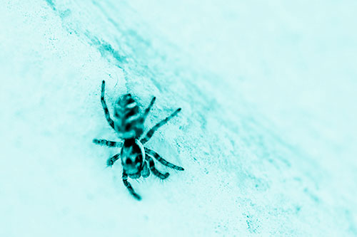 Jumping Spider Crawling Down Wood Surface (Cyan Shade Photo)