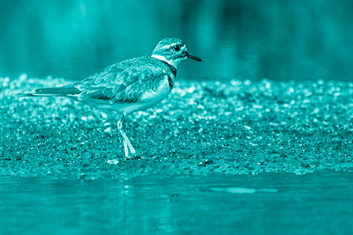 Killdeer Wanders Along Rocky River Shoreline (Cyan Shade)