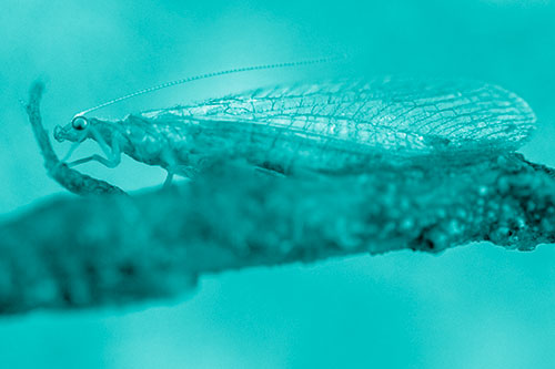 Lacewing Grabs Ahold Twig Branch (Cyan Shade)