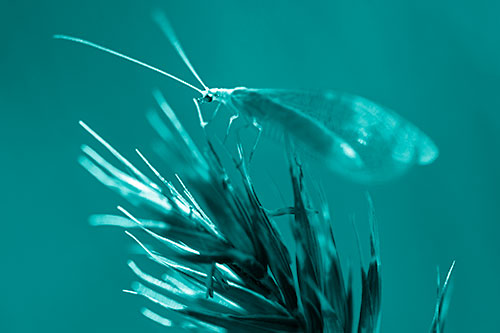 Lacewing Standing Atop Plant Blades (Cyan Shade Photo)