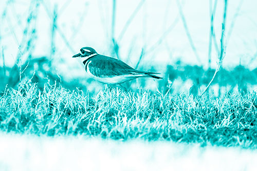 Large Eyed Killdeer Bird Running Along Grass (Cyan Shade Photo)