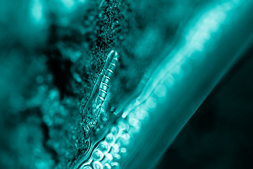 Larva Slithering Along Wet Shore Rock (Cyan Shade)