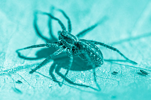 Leaf Perched Wolf Spider Stands Among Water Springtail Poduras (Cyan Shade Photo)