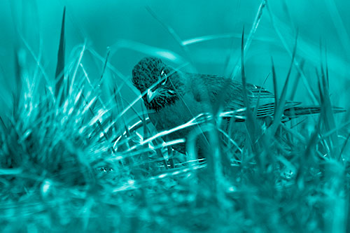 Leaning American Robin Spots Intruder Among Grass (Cyan Shade Photo)