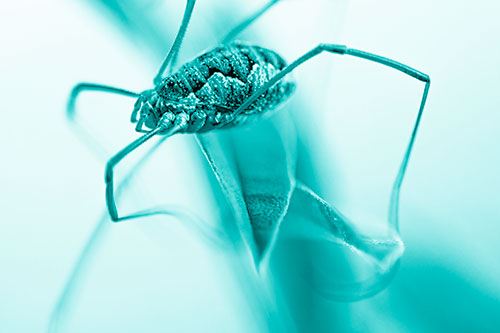 Leg Dangling Harvestmen Spider Sits Atop Leaf Petal (Cyan Shade Photo)