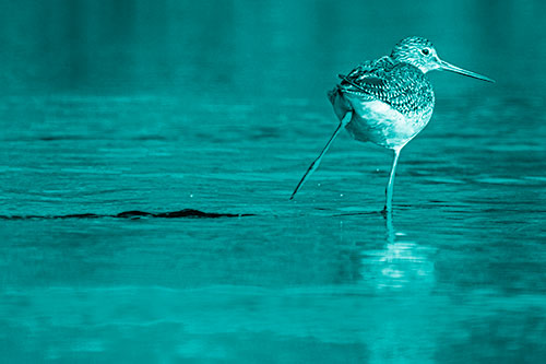 Leg Kicking Greater Yellowlegs Splashing Droplets (Cyan Shade Photo)