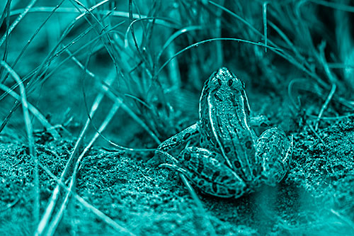 Leopard Frog Sitting Among Twisting Grass (Cyan Shade Photo)