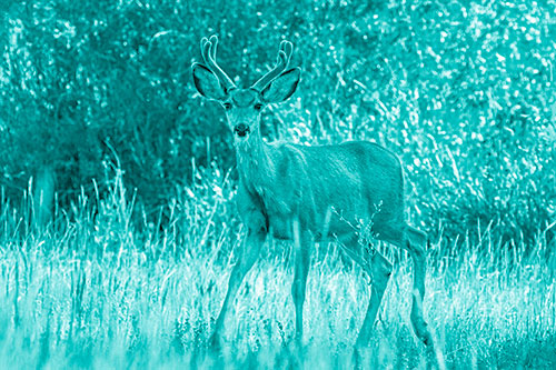 Lone Mule Deer Roaming Among Grass (Cyan Shade)
