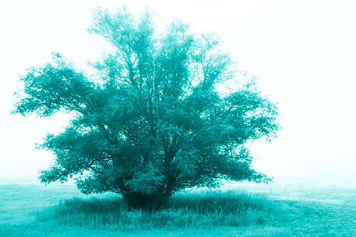 Lone Tree Standing Among Fog (Cyan Shade Photo)
