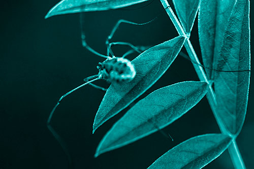 Long Legged Harvestmen Spider Clinging Onto Leaf Petal (Cyan Shade Photo)
