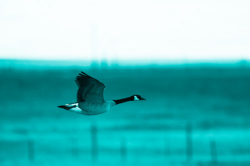 Low Flying Canadian Goose (Cyan Shade Photo)