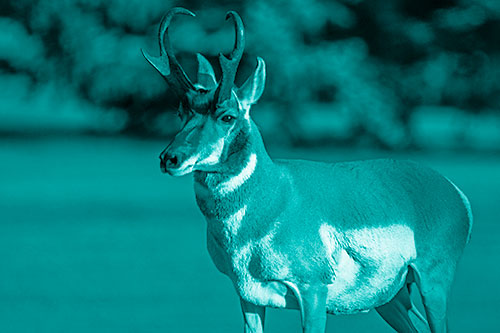 Male Pronghorn Keeping Watch Over Herd (Cyan Shade Photo)