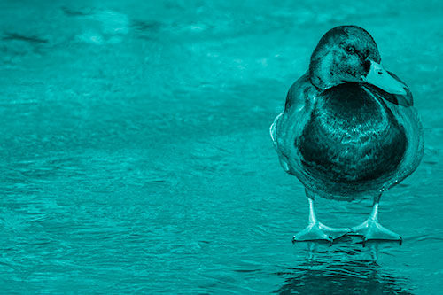 Mallard Duck Enjoying Sunshine Among Icy River Water (Cyan Shade Photo)