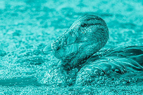 Mallard Duck Entangled In Algae (Cyan Shade)