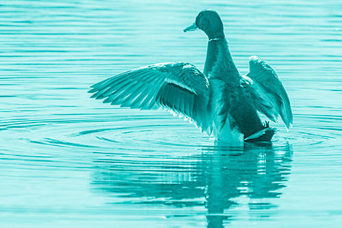 Mallard Duck Flaps Illuminated Wings Among Lake (Cyan Shade)