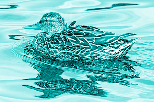 Mallard Duck Floats Among Swirling Water (Cyan Shade)