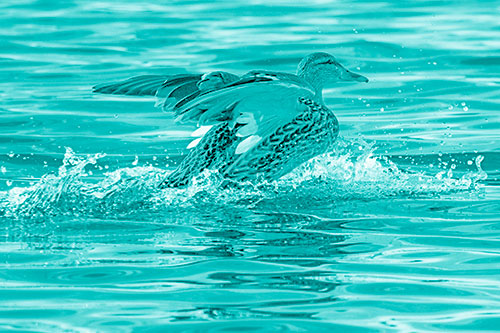 Mallard Duck Makes Splash Landing Atop Lake (Cyan Shade)