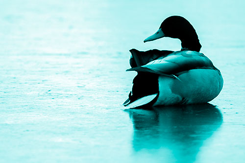 Mallard Duck Resting Atop Ice Frozen Lake (Cyan Shade Photo)