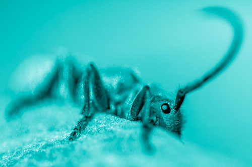 Milkweed Beetle Hiding Behind Leaf Petal (Cyan Shade)