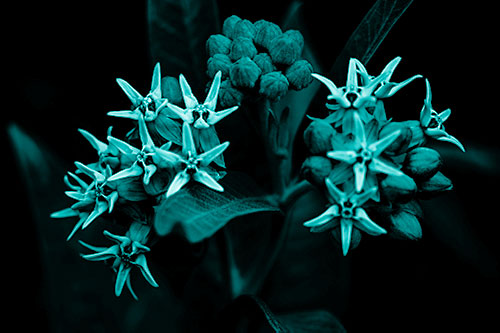 Milkweed Flower Buds Blossoming (Cyan Shade Photo)