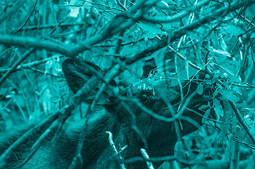 Moose Chewing Leaves Off Tree Branch (Cyan Shade Photo)