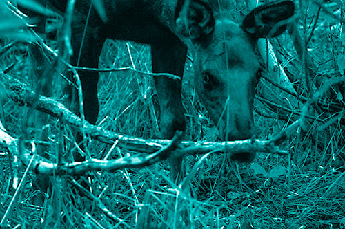 Moose Scouring Through Plants On Ground (Cyan Shade Photo)