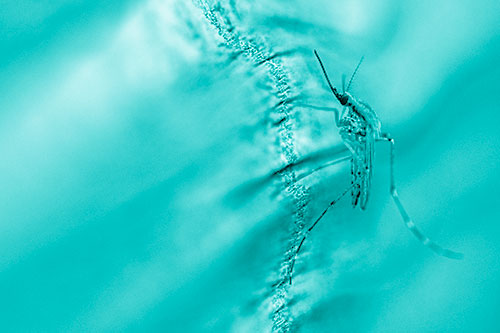 Mosquito Stretches Leg Among Wood (Cyan Shade)