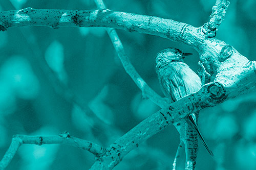 Mountain Chicadee Clamps Onto Bending Tree Branch (Cyan Shade)