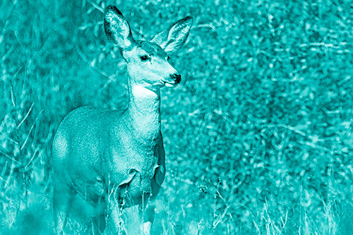 Mule Deer Gazes Across Landscape Horizon (Cyan Shade)