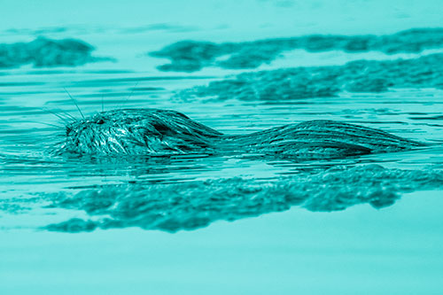 Muskrat Swimming Among Floating Algae (Cyan Shade)