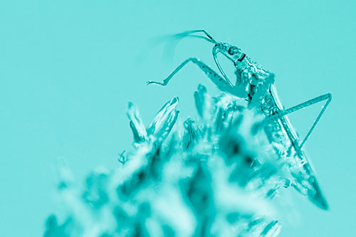 Nabis Lineatus Crawling Atop Plantago (Cyan Shade)