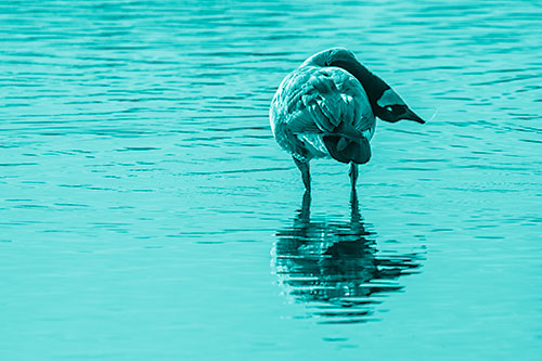 Neck Contorting Canadian Goose Grooming Among Shallow Water (Cyan Shade)
