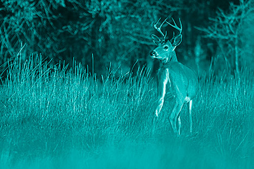 Neck Twisting White Tailed Deer Glancing Back Among Grass (Cyan Shade)