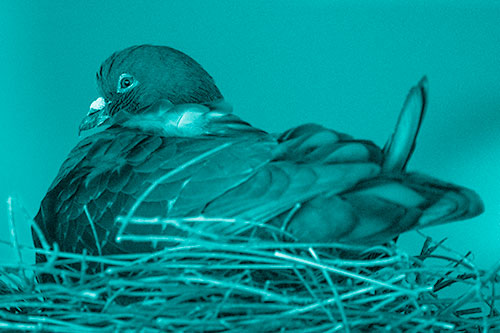 Nesting Pigeon Keeping Watch (Cyan Shade Photo)