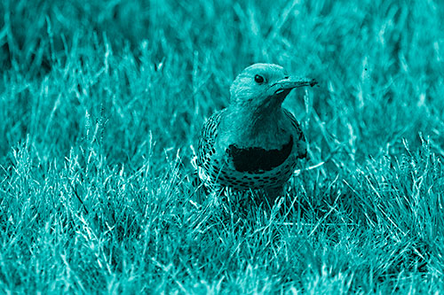Northern Flicker Woodpecker Digging Up Dirt (Cyan Shade)