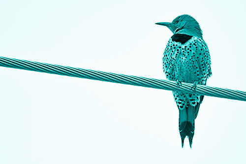 Northern Flicker Woodpecker Perched Atop Steel Wire (Cyan Shade Photo)