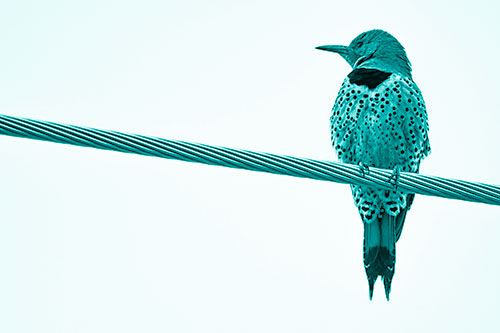Northern Flicker Woodpecker Perched Atop Steel Wire (Cyan Shade)