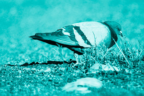 Observant Pigeon Scouring Among Dead Plants (Cyan Shade)