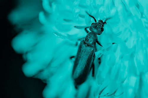 Oedemera Beetle Feasting Among Dandelion (Cyan Shade)