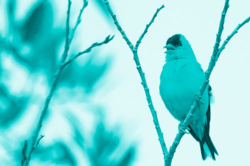 Open Mouthed American Goldfinch Standing On Tree Branch (Cyan Shade Photo)