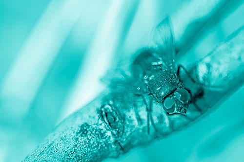 Open Mouthed Blow Fly Looking Above (Cyan Shade Photo)