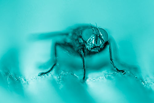 Open Mouthed Cluster Fly Shocked With Fear (Cyan Shade)