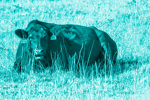 Open Mouthed Cow Resting On Grass (Cyan Shade)