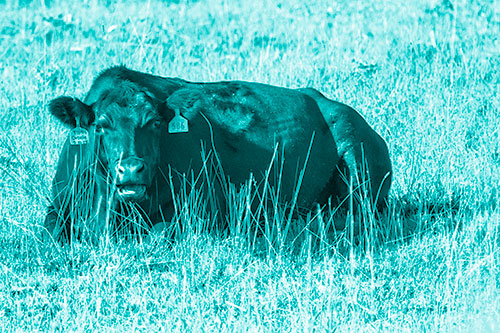 Open Mouthed Cow Resting On Grass (Cyan Shade Photo)
