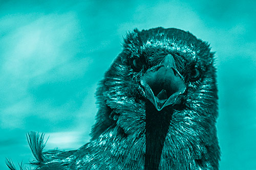 Open Mouthed Crow Screaming Among Wind (Cyan Shade Photo)